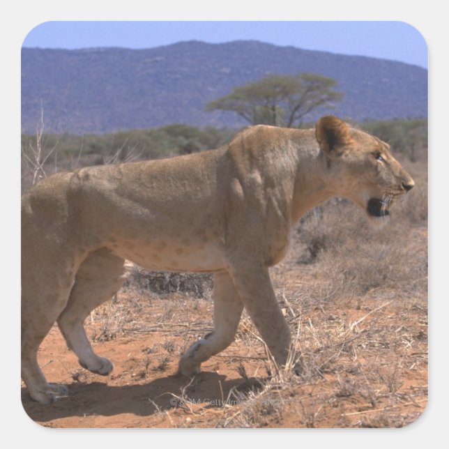 Pegatina Cuadrada León 3 (Anverso)