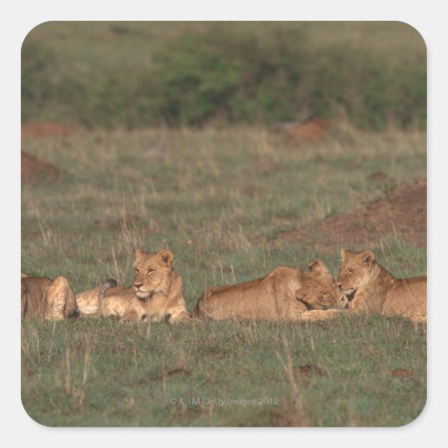 Pegatina Cuadrada León 4 (Anverso)