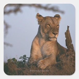 Pegatina Cuadrada León 4