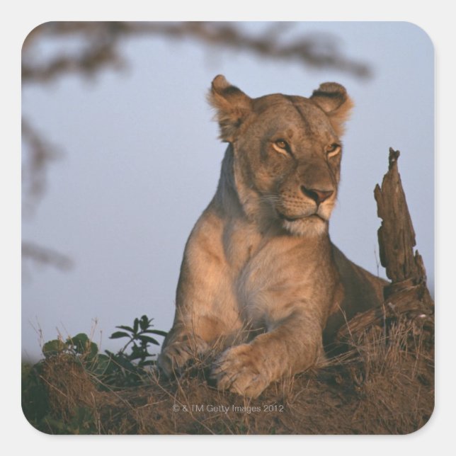 Pegatina Cuadrada León 4 (Anverso)