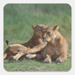 Pegatina Cuadrada León 5