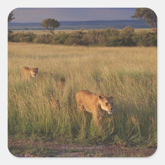 Pegatina Cuadrada León 6 (Anverso)