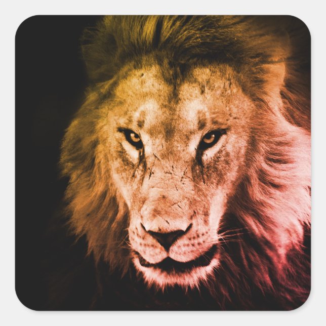 Pegatina Cuadrada León africano a la sombra. Animales salvajes fuert (Anverso)