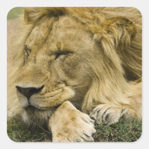 Pegatina Cuadrada León africano, Panthera leo, acostado durmiendo