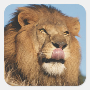 Pegatina Cuadrada León africano (Panthera Leo), sabana africana