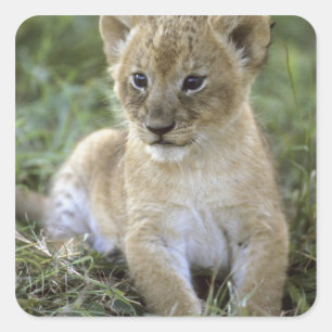 Pegatina Cuadrada león africano, Panthera leo), Tanzania,