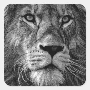 Pegatina Cuadrada León blanco y negro