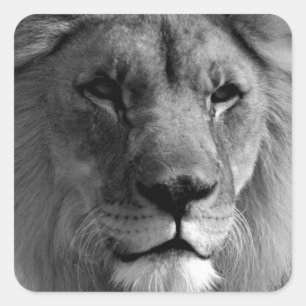 Pegatina Cuadrada León blanco y negro