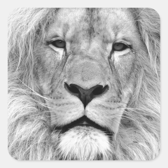 Pegatina Cuadrada León blanco y negro (Anverso)