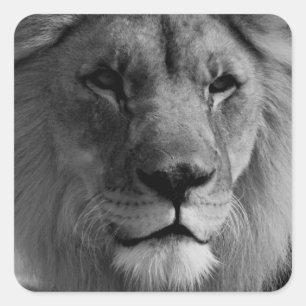 Pegatina Cuadrada León blanco y negro