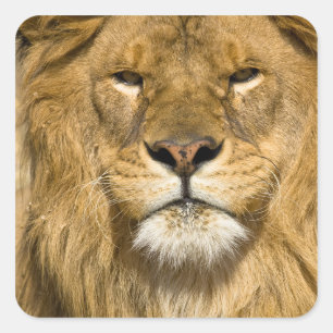 Pegatina Cuadrada León de Berbería africano, Panthera leo leo, uno d