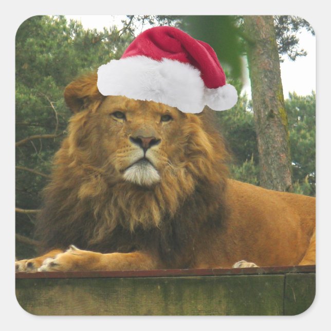 Pegatina Cuadrada León del navidad que lleva el gorra de Santa (Anverso)