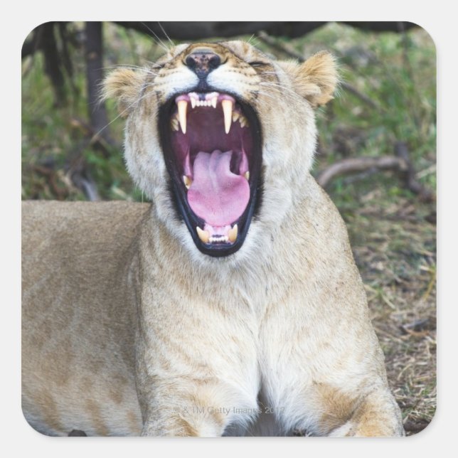 Pegatina Cuadrada León femenino (Panthera leo), Masai Mara National (Anverso)