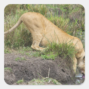 Pegatina Cuadrada León femenino (Panthera leo), Masai Mara National