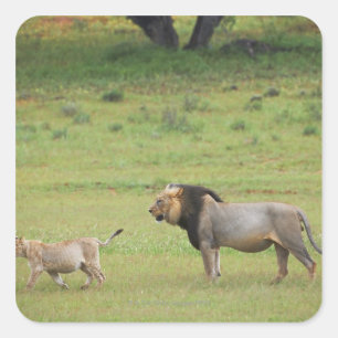 Pegatina Cuadrada león macho con cachorro, Panthera leo, Kgalagadi