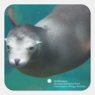 Pegatina Cuadrada León marino de Smithsonian el