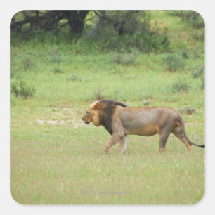 Pegatina Cuadrada león masculino caminando, Panthera leo, Kgalagadi