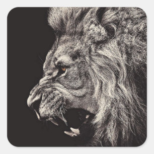 Pegatina Cuadrada León masculino enojado