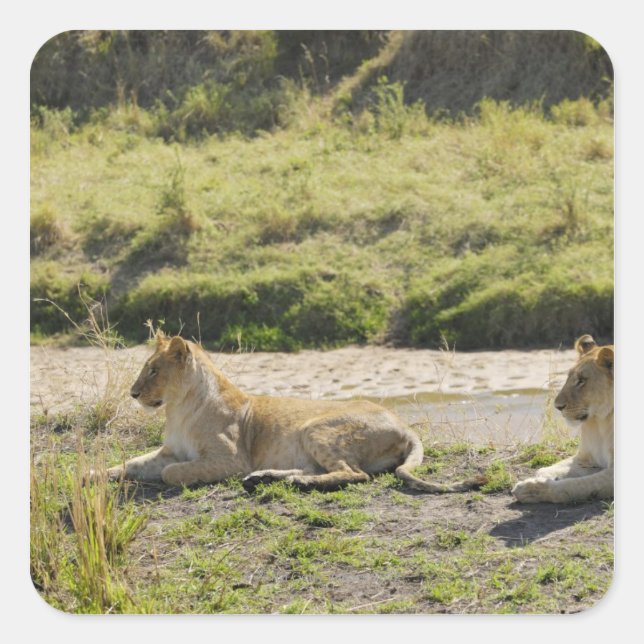 Pegatina Cuadrada león (Panthera leo), dos jóvenes leones, Masai (Anverso)