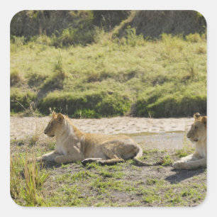 Pegatina Cuadrada león (Panthera leo), dos jóvenes leones, Masai