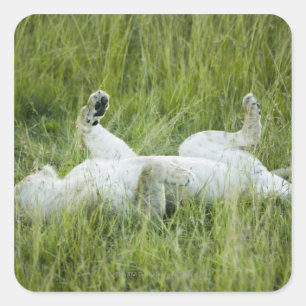 Pegatina Cuadrada León rodando en la alta hierba, África