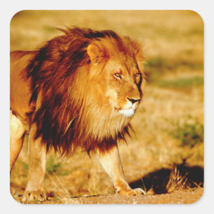 Pegatina Cuadrada León solitario