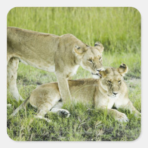 Pegatina Cuadrada León y leona, África