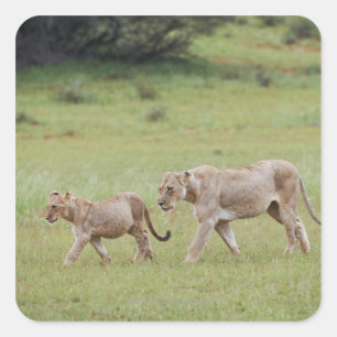 Pegatina Cuadrada leona caminando con cachorros, león, Panthera leo,