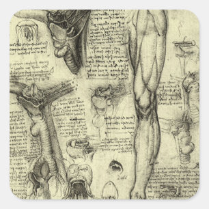 Pegatina Cuadrada Leonardo da Vinci Antiguo Anatomía Humana Laringe 