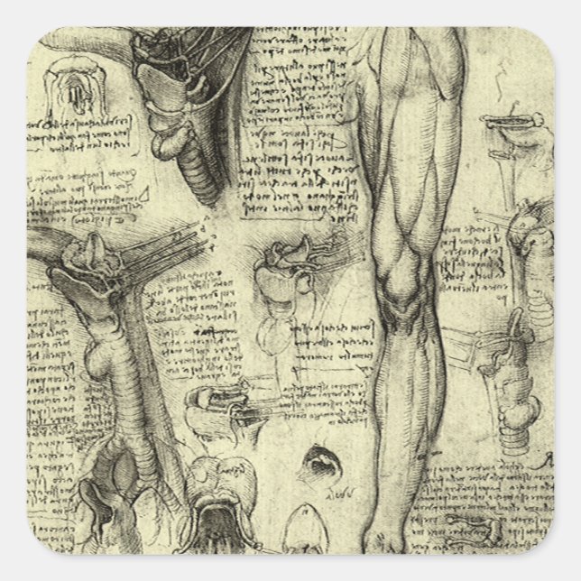Pegatina Cuadrada Leonardo da Vinci Antiguo Anatomía Humana Laringe  (Anverso)