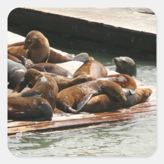 Pegatina Cuadrada Leones marinos al sol en San Francisco