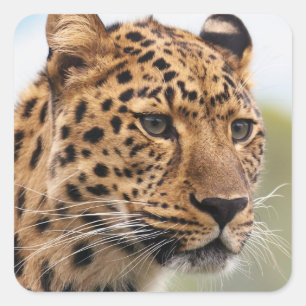 Pegatina Cuadrada Leopard Head Shot