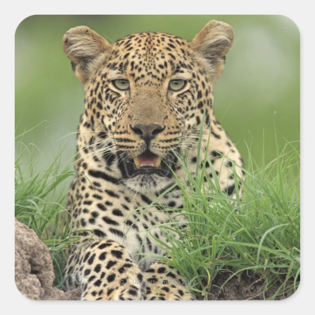 Pegatina Cuadrada Leopard, Panthera pardus, Sabi Sabi Game (Anverso)
