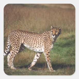 Pegatina Cuadrada leopardo 3