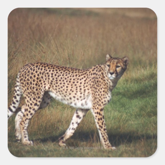 Pegatina Cuadrada leopardo 3 (Anverso)