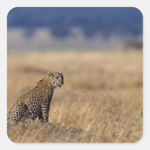 Pegatina Cuadrada Leopardo africano en prados, Kenia, África