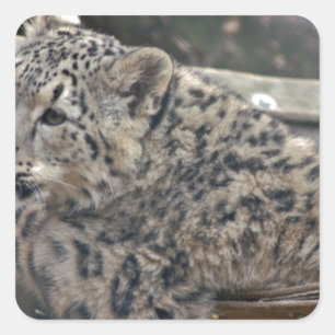 Pegatina Cuadrada Leopardo de la nieve