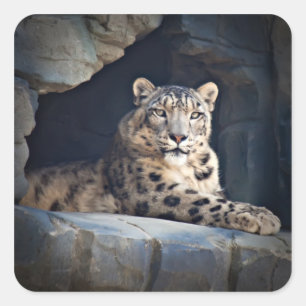 Pegatina Cuadrada Leopardo de la nieve