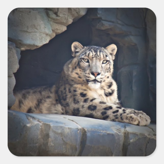 Pegatina Cuadrada Leopardo de la nieve (Anverso)
