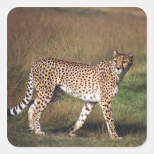 Pegatina Cuadrada Leopardo en llanura