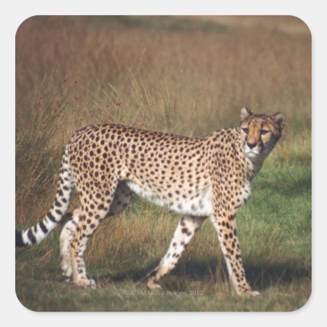 Pegatina Cuadrada Leopardo en llanura (Anverso)