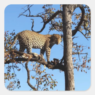 Pegatina Cuadrada Leopardo en un árbol en África