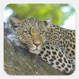 Pegatina Cuadrada Leopardo impresionante