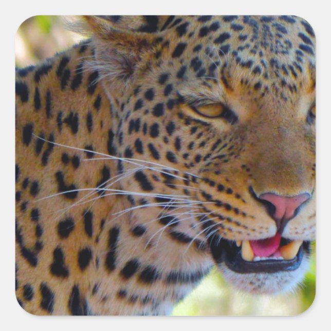 Pegatina Cuadrada Leopardo manchado (Anverso)