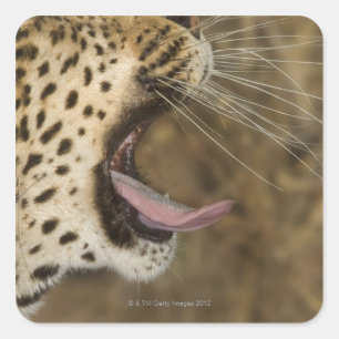 Pegatina Cuadrada Leopardo que bosteza, mayor parque nacional de