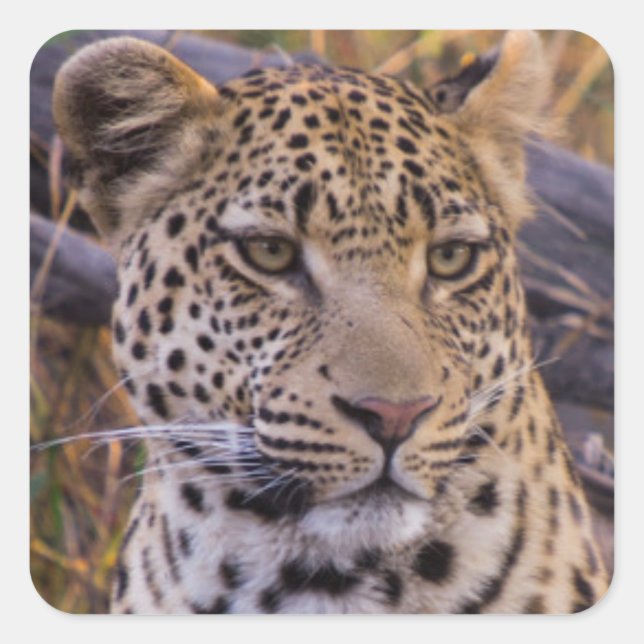 Pegatina Cuadrada Leopardo sentado, Botsuana, África (Anverso)