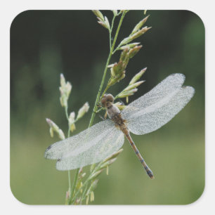 Pegatina Cuadrada Libélula Darner cubierta de rocío