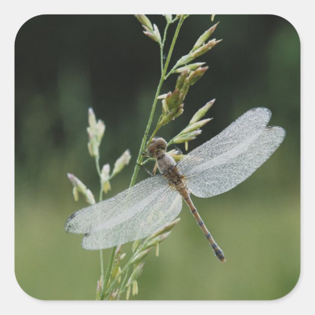 Pegatina Cuadrada Libélula Darner cubierta de rocío (Anverso)