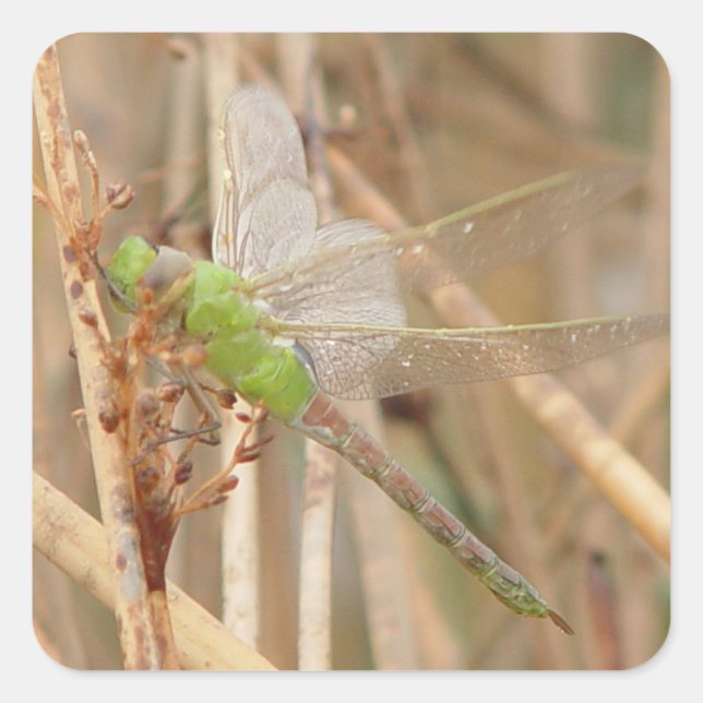 Pegatina Cuadrada Libélula verde I1 (Anverso)