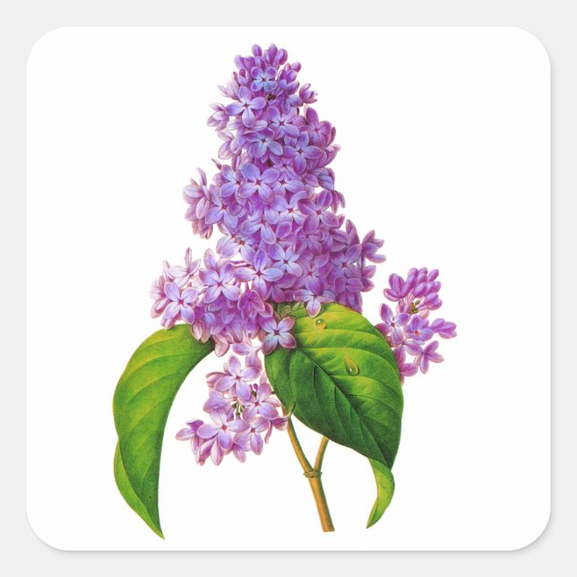 Pegatina Cuadrada Lilacs púrpura de Pierre-Joseph Redoute (Anverso)